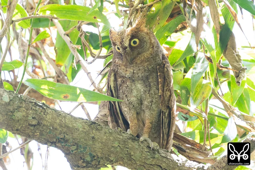 リュウキュウコノハズク