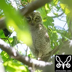 リュウキュウコノハズク