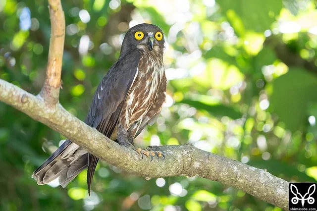 アオバズクのオス。メスも出ていることが増えたのでそろそろ巣立ちかもしれません。