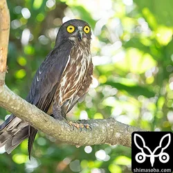 アオバズクのオス。メスも出ていることが増えたのでそろそろ巣立ちかもしれません。