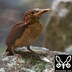リュウキュウアカショウビン