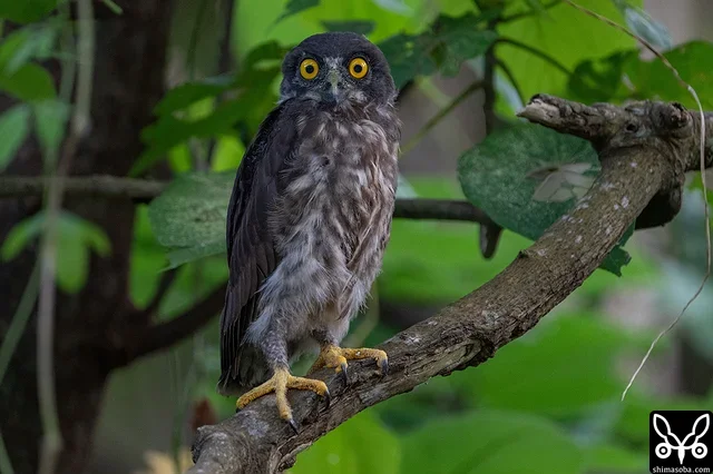 巣立ったアオバズクのヒナ。その日に再び巣へ帰りました。今季のリュウキュウコノハズクといい、初めてのケースです。