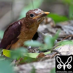 リュウキュウアカショウビン