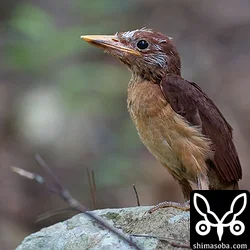 アカショウビン巣立ち、サンコウチョウ巣作り(動画あり)
