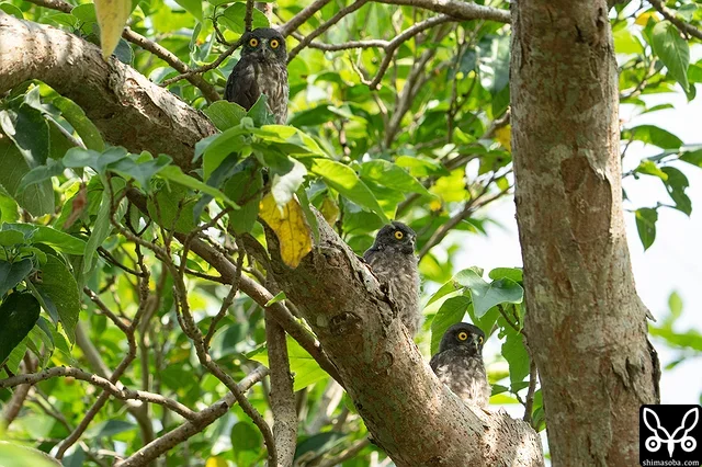 営巣木にとまるアオバズクのヒナたち。