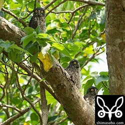 アオバズクとアカショウビン巣立ち