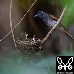 リュウキュウサンコウチョウ