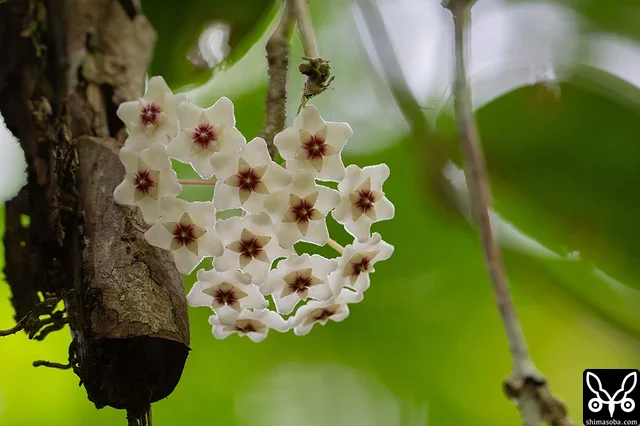 山中では、サクラランの花が増えています。