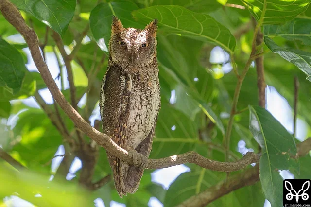 自宅近くのリュウキュウコノハズクはオスだけが見張りなのでヒナはまだ小さいようです。