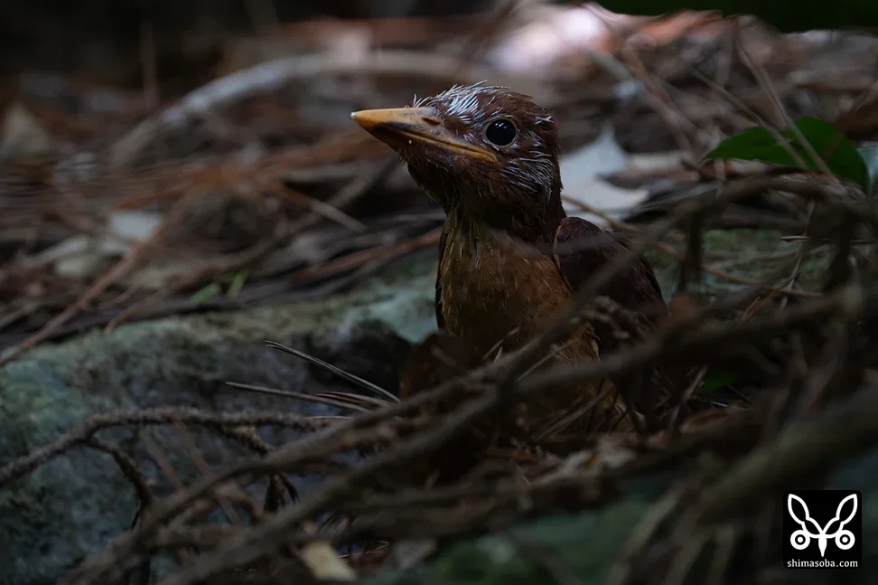 リュウキュウアカショウビン
