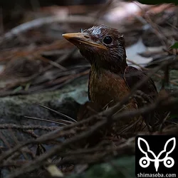 リュウキュウアカショウビン