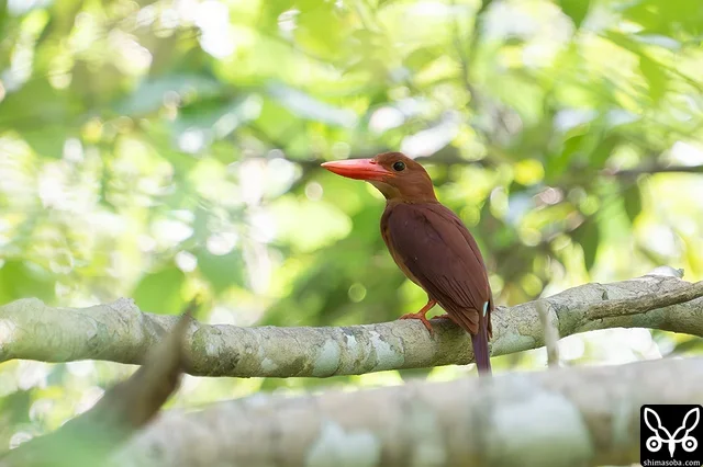 上のヒナの親鳥。