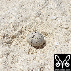 1卵産んで放棄されたコアジサシの巣。