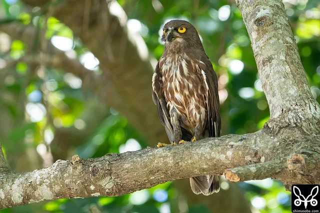 アオバズクのオス。巣立ったヒナ3羽が近くにいます。