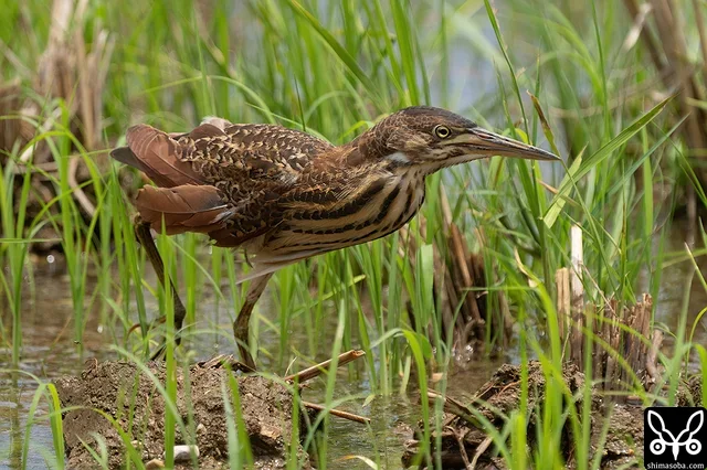 リュウキュウヨシゴイの幼鳥。換羽が激しく進んでいるのか、羽がぼろぼろです。