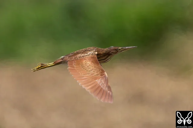 飛んで目の前を横切ったリュウキュウヨシゴイの幼鳥。
