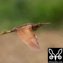 リュウキュウヨシゴイ