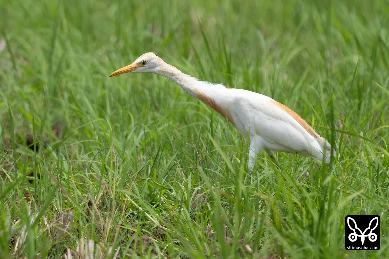 アマサギ