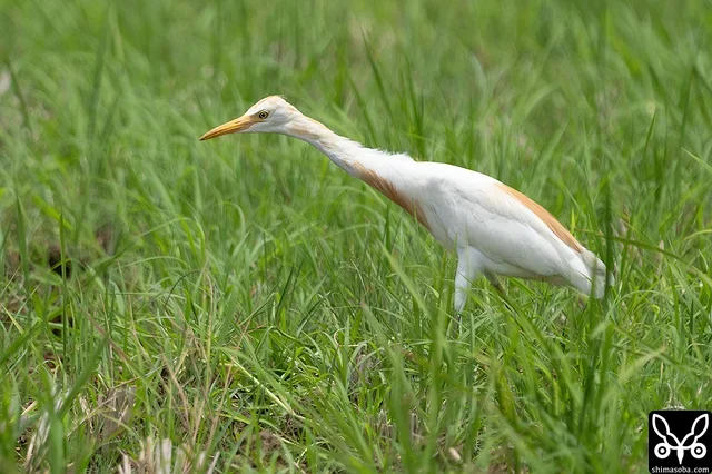 アマサギ夏羽から冬羽へ。