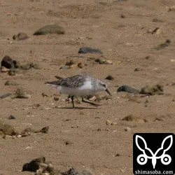 トウネン