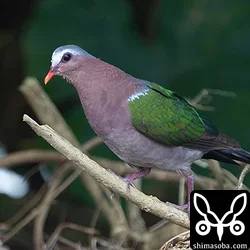 キンバト、アカショウビン、ズグロミゾゴイ(動画あり)
