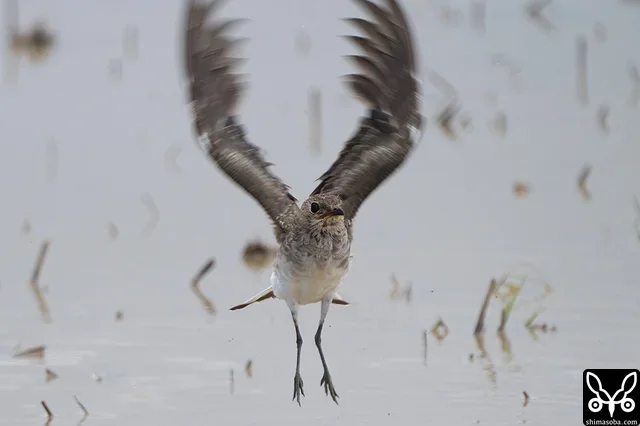 水浴び後、羽ばたいて水切りするツバメチドリの幼鳥。