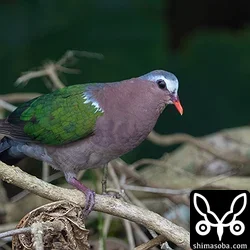 キンバト