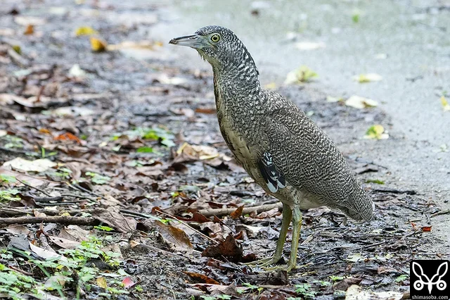 今年生まれのズグロミゾゴイの幼鳥。これからどんどん増えてきます。