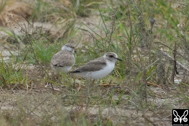 シロチドリ幼鳥。常に一緒に行動していたので兄弟と思われます。