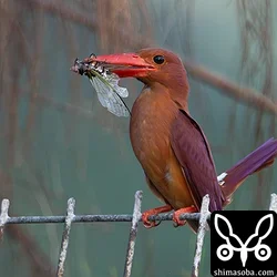 リュウキュウアカショウビン