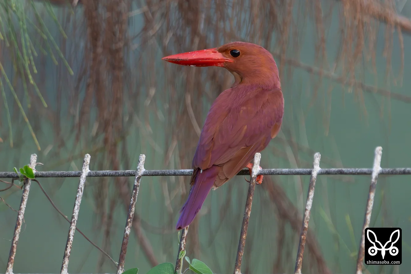 リュウキュウアカショウビン