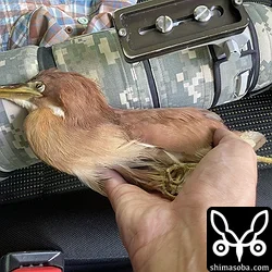 救護直後のリュウキュウヨシゴイの成鳥オス。