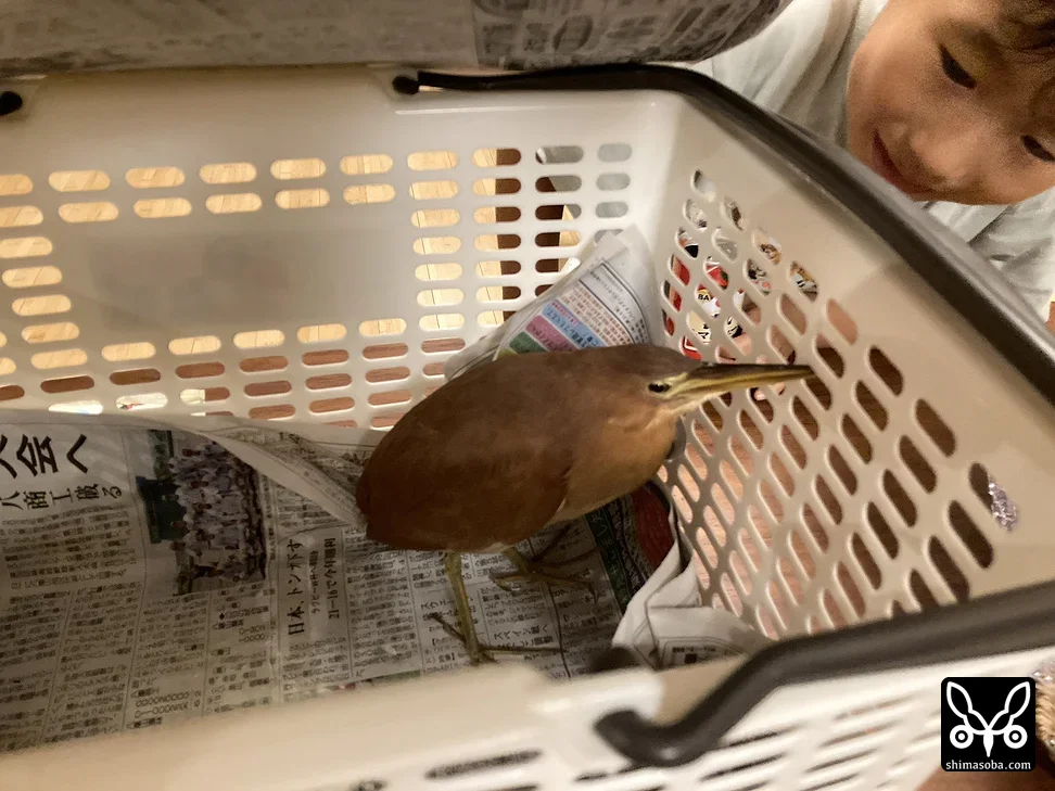 リュウキュウヨシゴイ