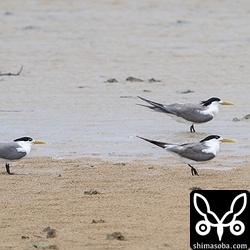 オオアジサシは5羽が砂浜で休憩。エビ養殖場には100羽ほど滞在。