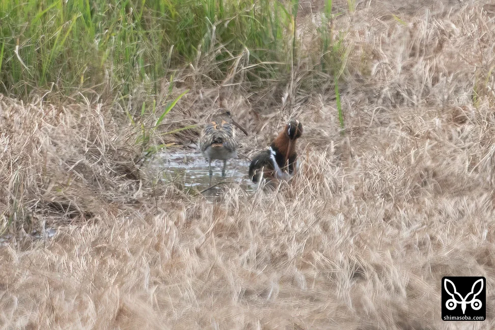 タマシギ