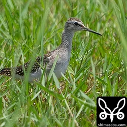 幼鳥は今季初のタカブシギ。タカブシギは数十羽いて、その中の1割程度が幼鳥でした。