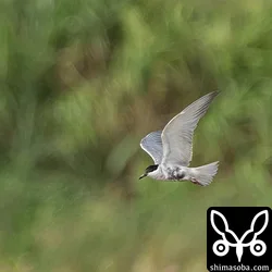 クロハラアジサシ