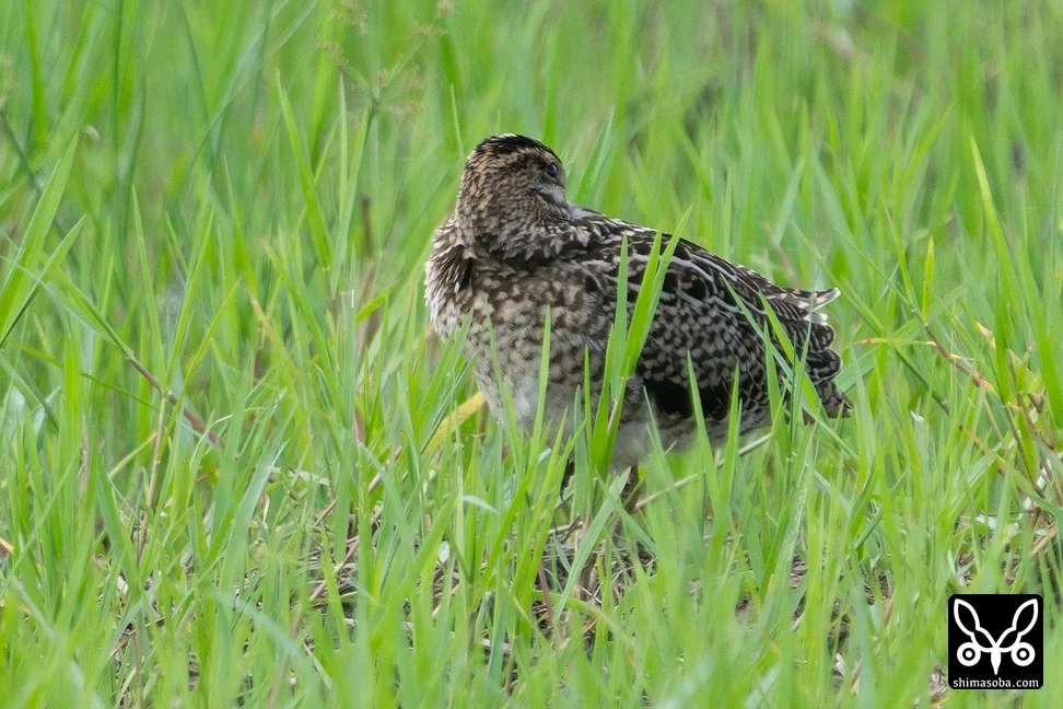 チュウジシギ