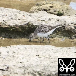 トウネン夏羽から冬羽へ。