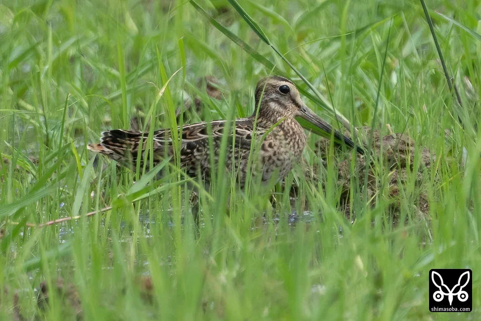 チュウジシギ