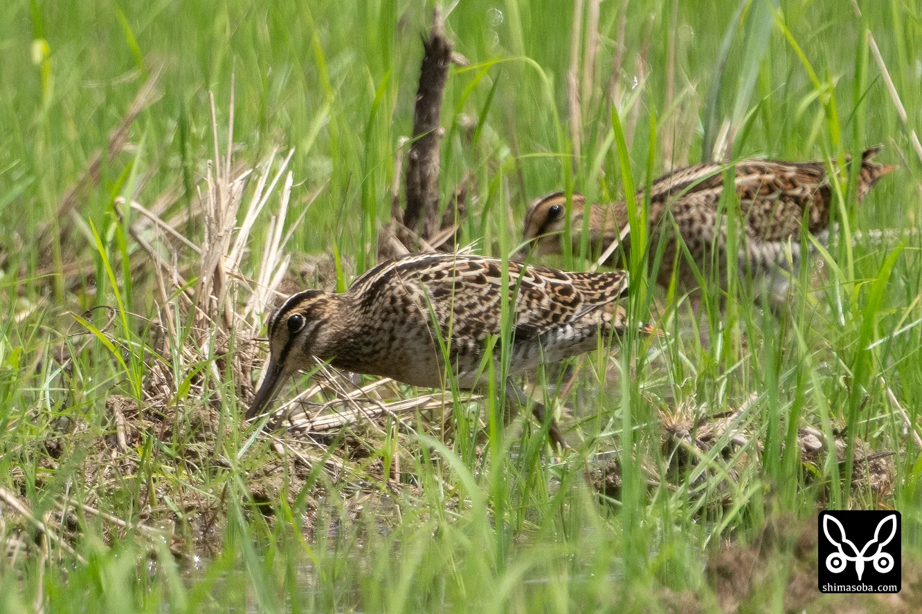 チュウジシギ
