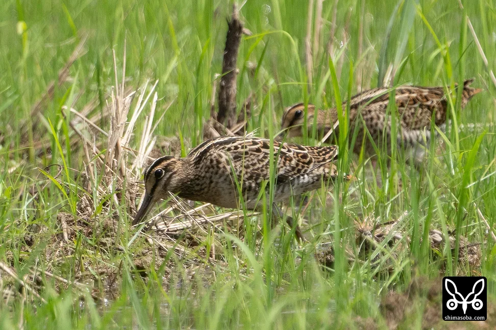 チュウジシギ