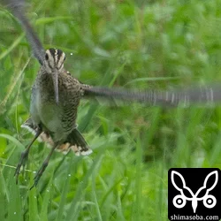 チュウジシギ