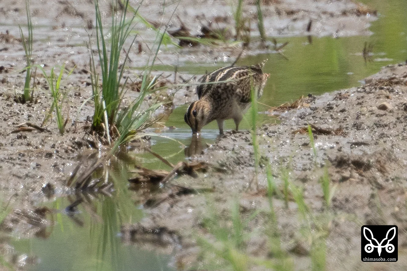 チュウジシギ