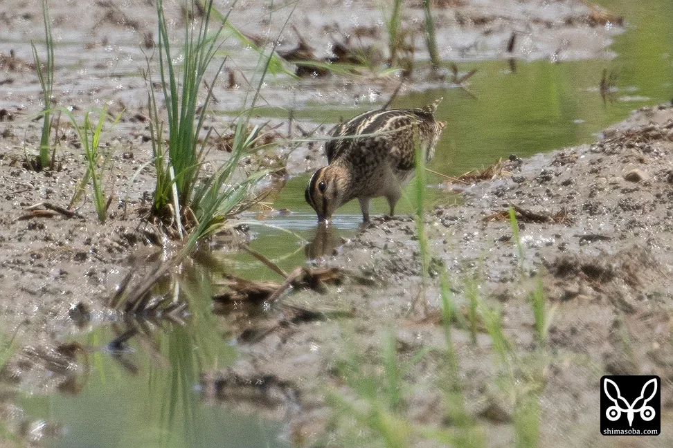 チュウジシギ