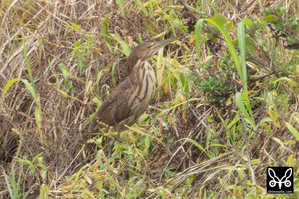 リュウキュウヨシゴイ