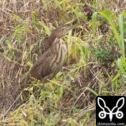 リュウキュウヨシゴイの幼鳥。第1回冬羽へ換羽中。