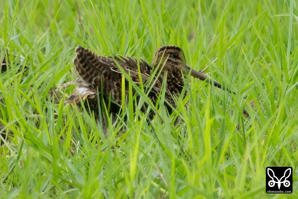 チュウジシギ