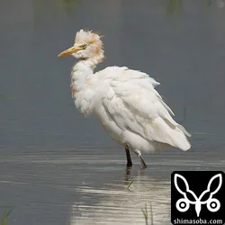 アマサギ
