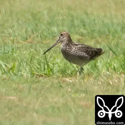 チュウジシギ